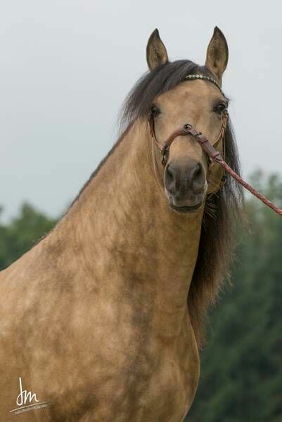 Andalusian PRE stallion, Oro PM